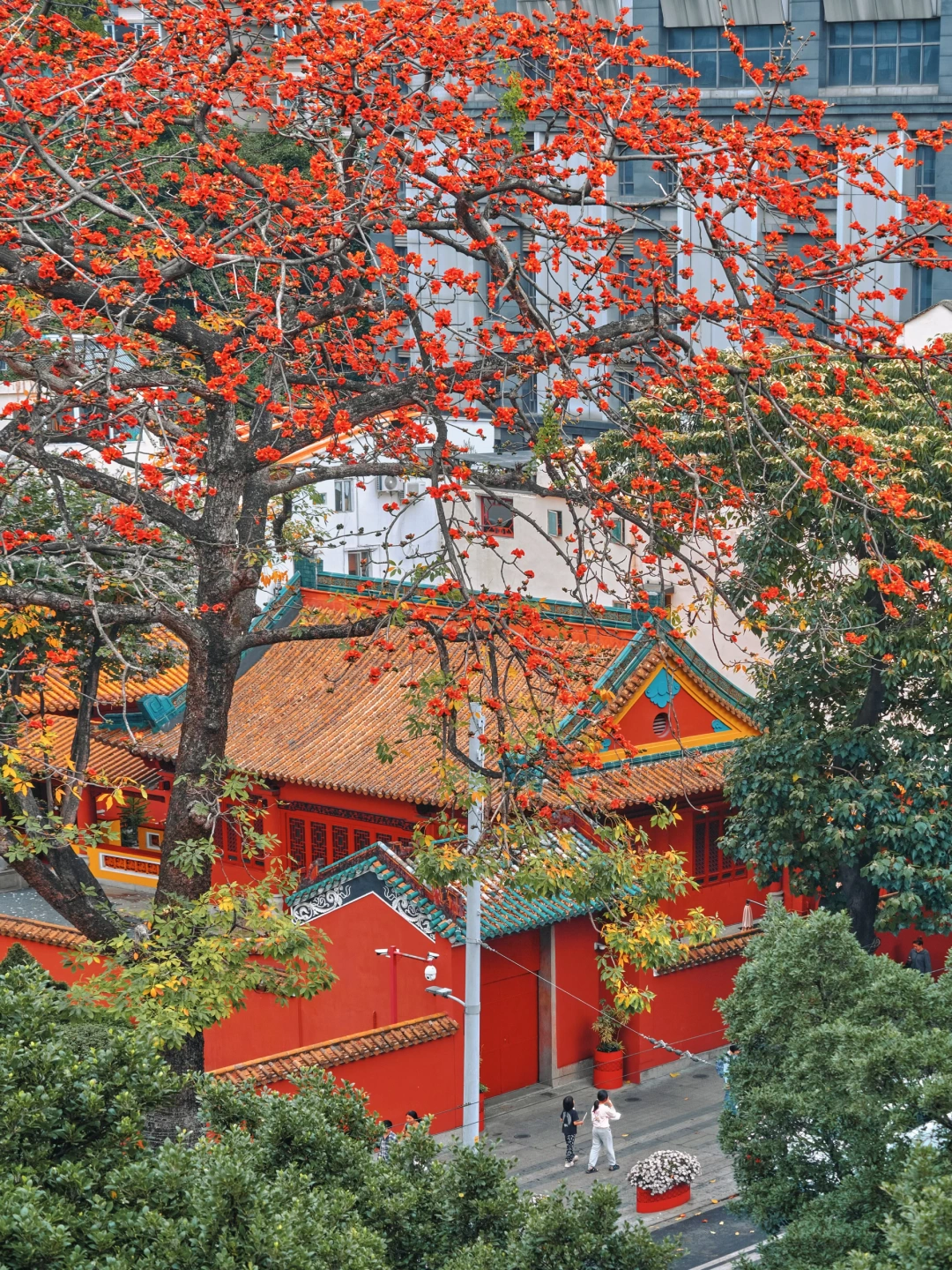 英雄花开英雄城🌺广州春天是被木棉花点燃的