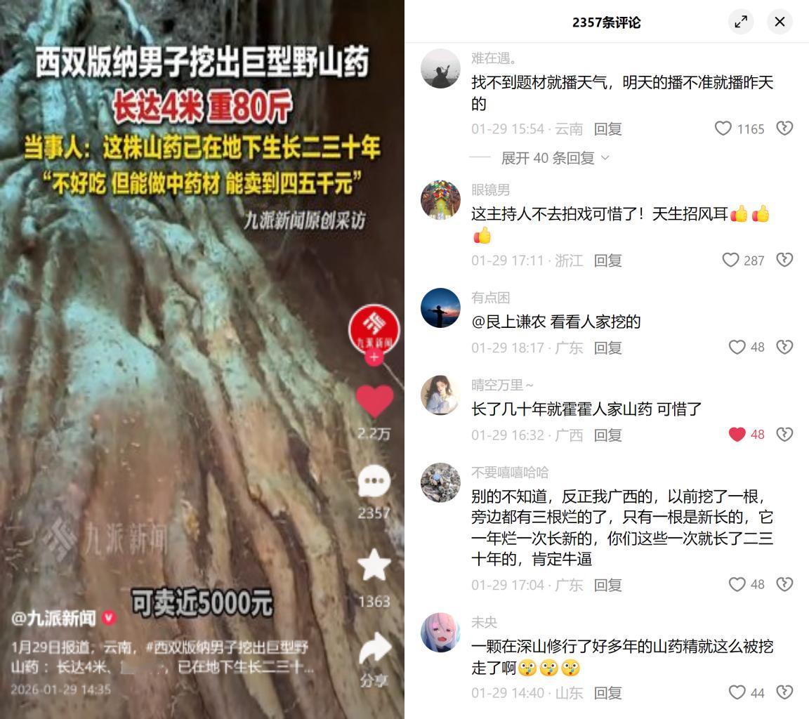 80斤野山药，挖出流量密码云南挖出一株4米长、80斤的野山药，当事人称长