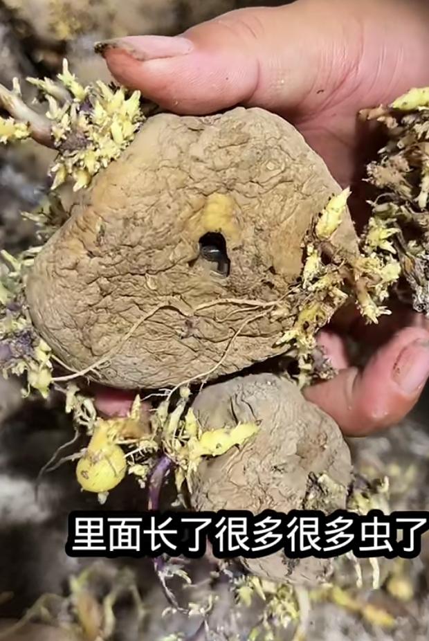 发芽土豆可以吃，西方谬论可以休矣春天来了，自然存储的土豆都在发芽。因为西方人说