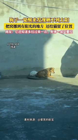 “解释不清了！”河北，一狗狗和猫咪晒太阳，一觉醒来发现太阳晒不到了。不料，狗狗拉
