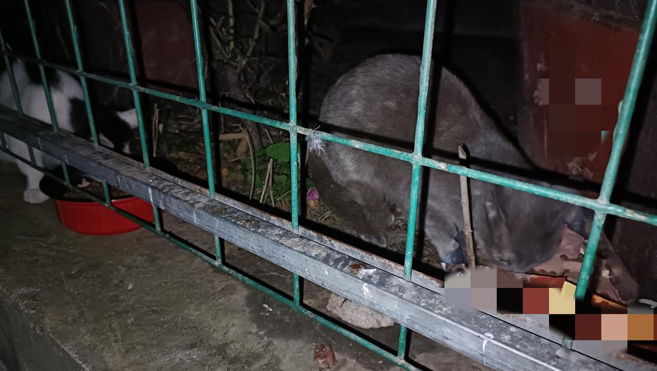 鸡脯肉不够分，就给垃圾站的流浪猫搭配的主食猫饭和罐头，蓝猫挺厉害，独霸一个食盒，