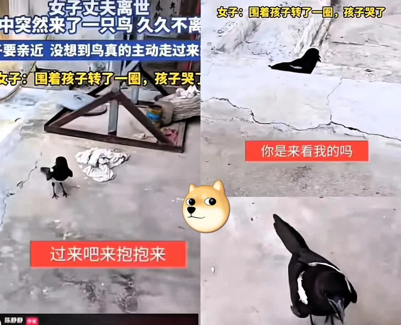 “这种事情真的解释不清楚了！”山东那位失去丈夫的女子，怎么也想不到，一只