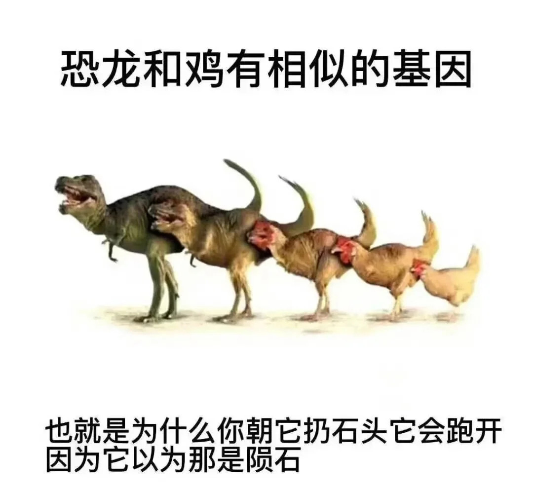 每天一条冷知识鸟类为什么会比很多哺乳动物更加“长寿”，有种观点认为——在恐龙统