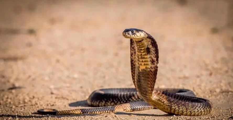 印度8岁男孩不幸遇到了眼镜蛇，只一瞬间，眼镜蛇便缠住男孩，并咬了他。落叶堆里