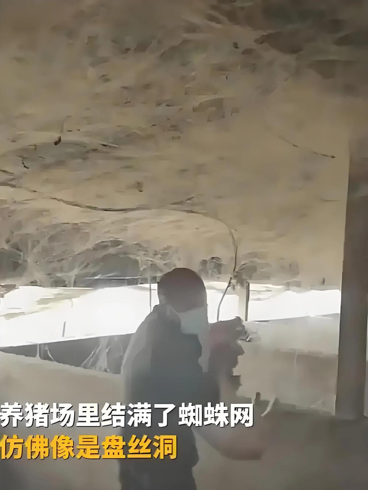 近日，河南周口某养猪场的航拍画面震惊全网：上千平米的屋顶被蛛网覆盖，阳光透过缝隙