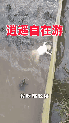 等我财富自由了我也这样游！[捂脸哭]