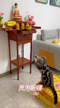 我家这猫直接修成“佛系喵弟子”了！一放佛歌就蹲莲花蒲团，对着佛台又拜又比手势，萌