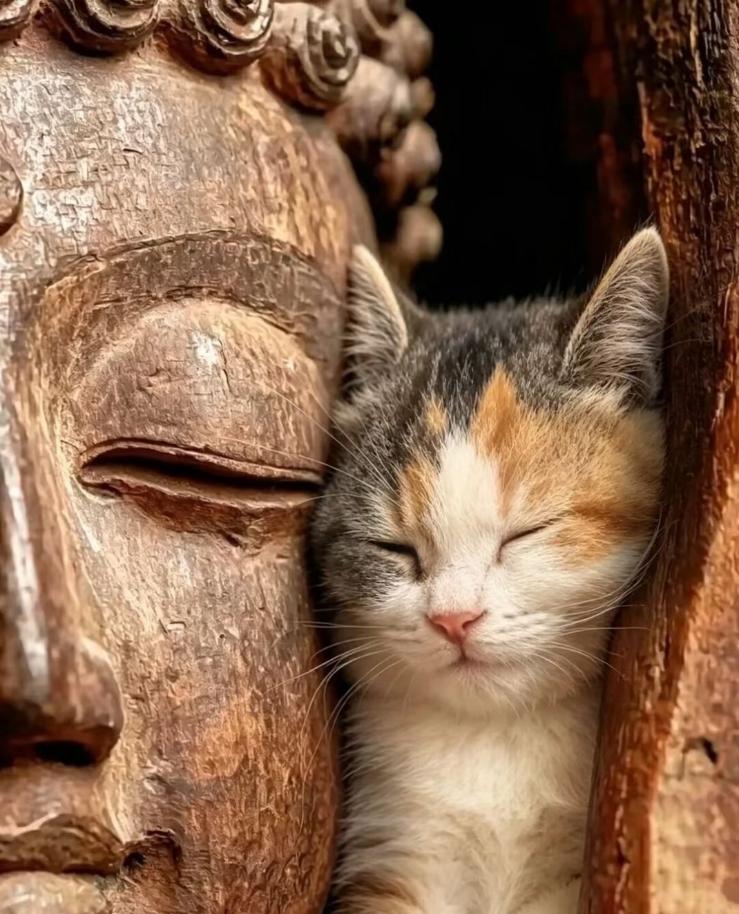 谁家小猫靠在佛像上睡啊！与佛同眠