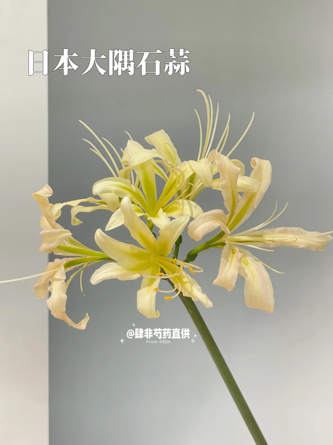 记录 日本大隅石蒜