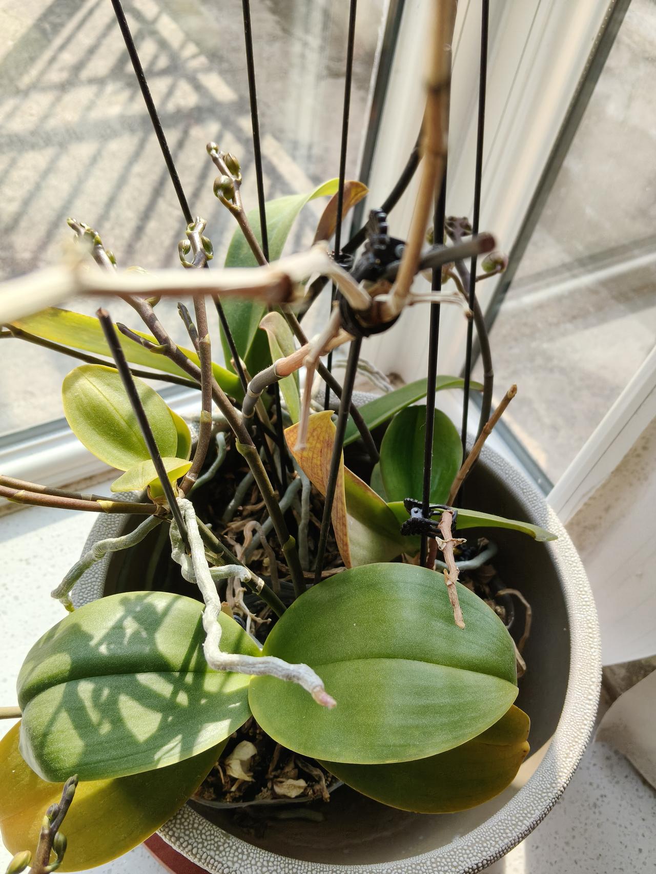 西汉的变态王爷胶西王刘端是汉景帝的庶子，他在七国之乱后被封到胶西，都城在高密