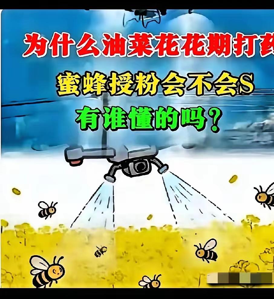 官方重磅发声！油菜盛花期集中喷药导致蜜蜂大量死亡，蜂农血本无归，这件事绝不能不了