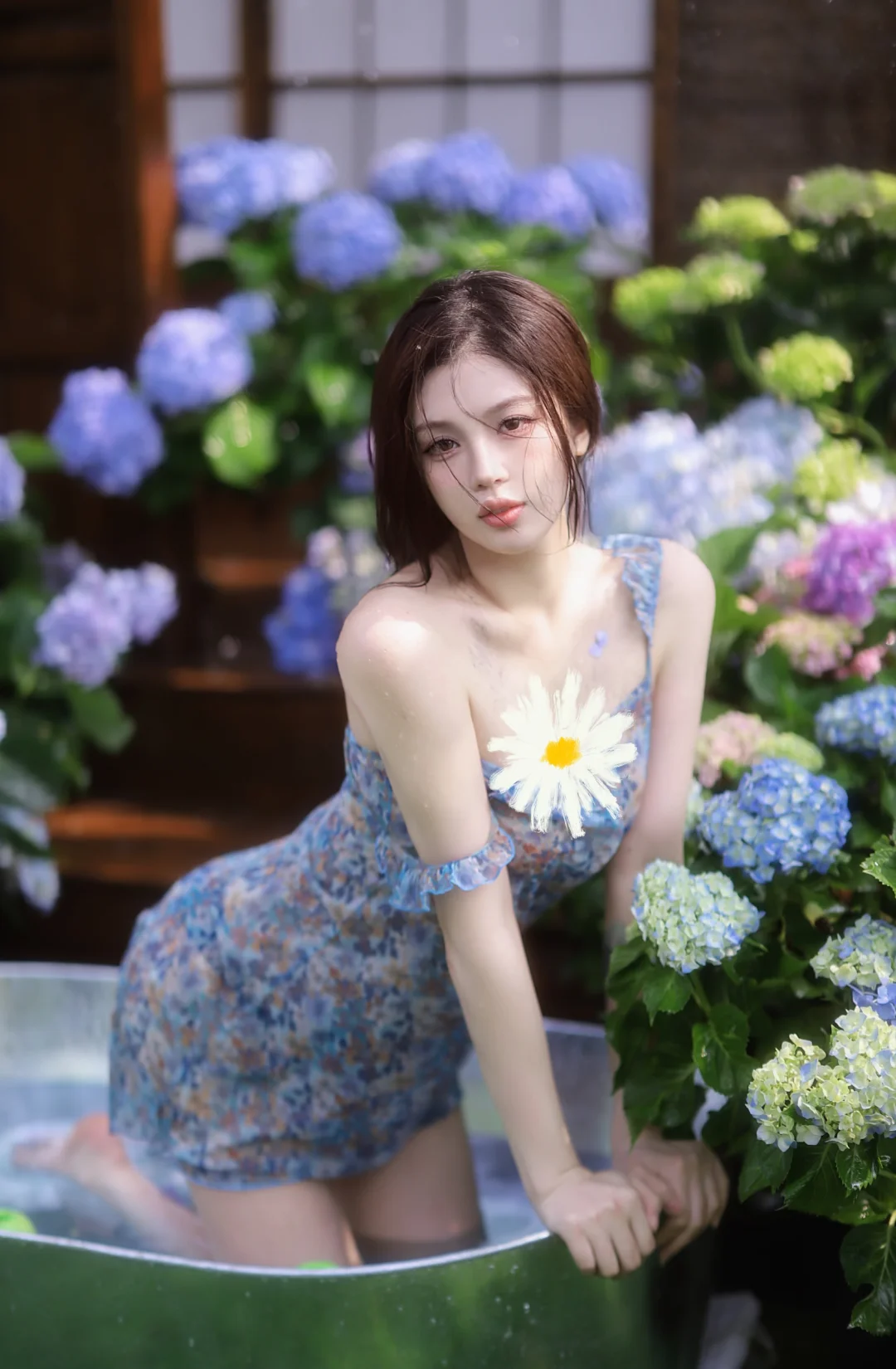 无尽的夏天 绣球花的浪漫
