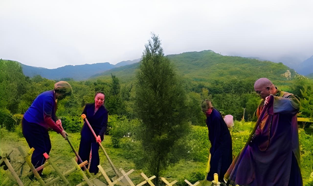 这是少林寺前方丈释永信与外国信徒在山上植树。释永信非常娴熟地使用铁锹挖土，而外国