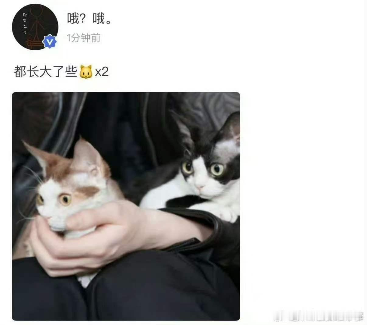 严浩翔晒猫猫严浩翔来安慰粉丝吗严浩翔晒猫猫，哇塞哇塞，行呀