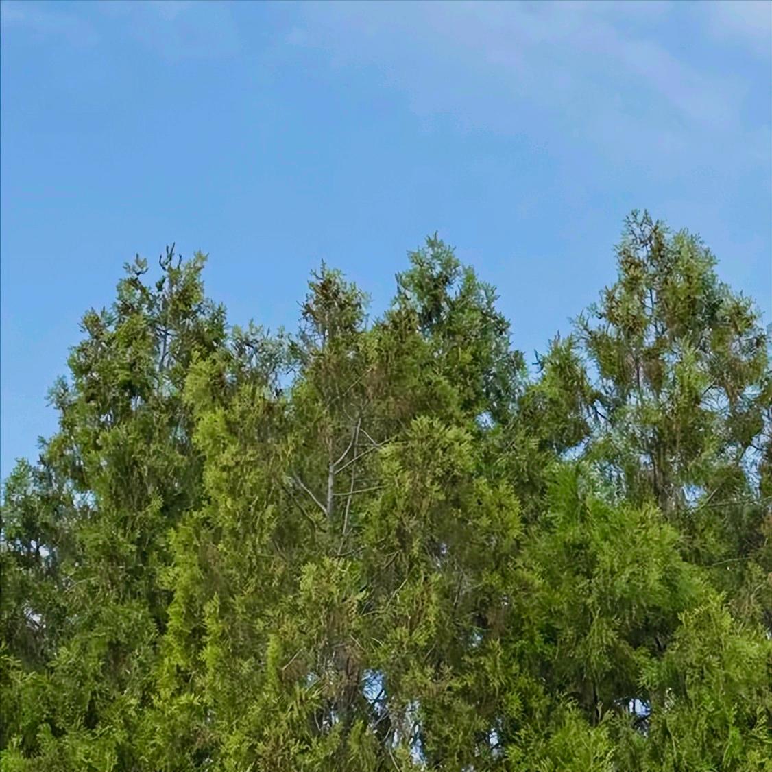 乌兰察布政协原官员杨印的新闻  公开披露 今天11:00，媒体公开披露乌兰