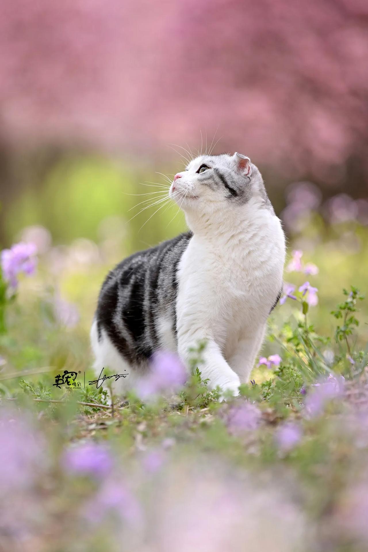 咪说：我想去看看春天妈妈说：出发！🤩