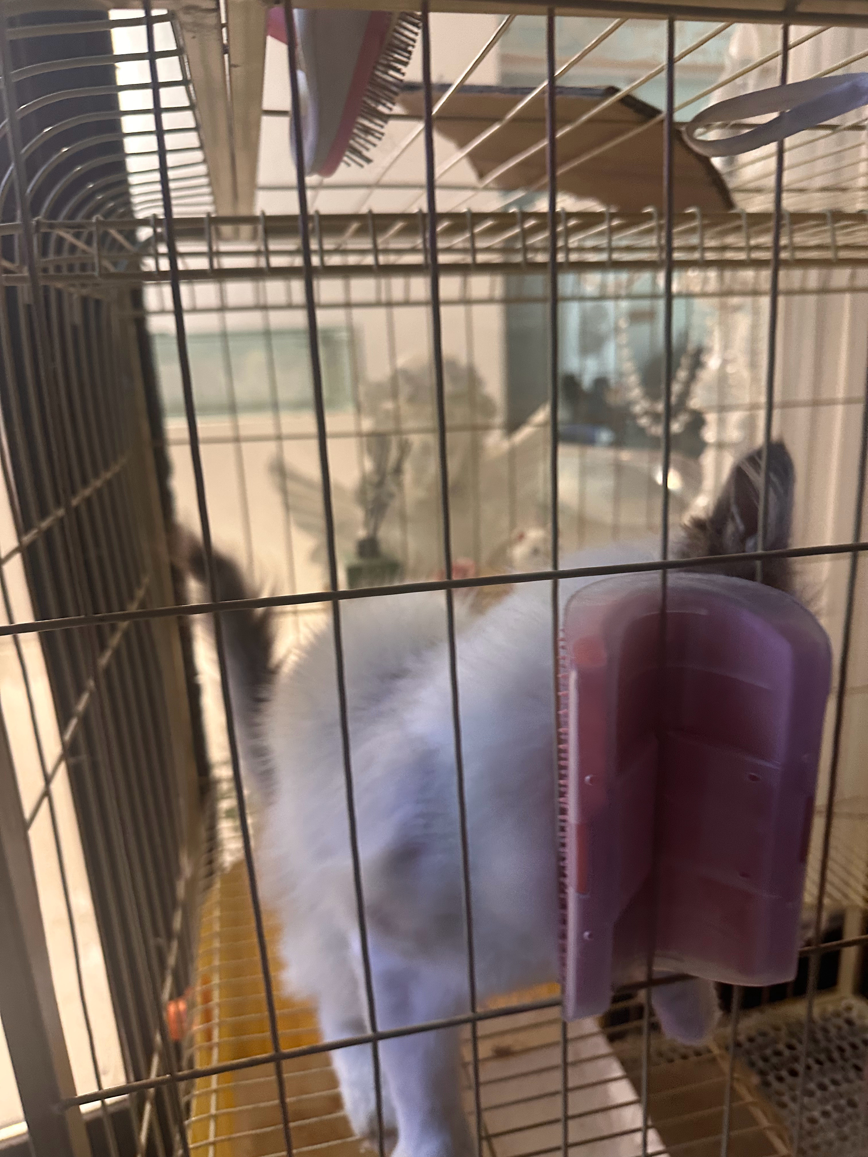 猫咪摄影​​​