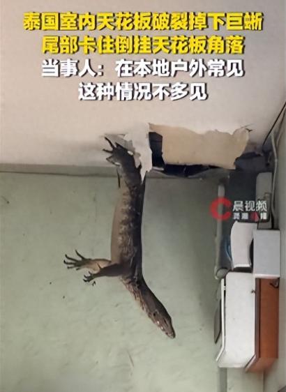 头皮发麻！10月12日报道，泰国一处室内天花板突然裂开，之后一只巨蜥从天而降，倒