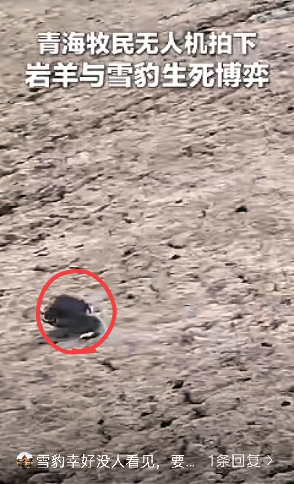 “解释不清了！”青海，牧民用无人机巡查牧场，结果，无人机刚飞上去，就遇到了惊心动