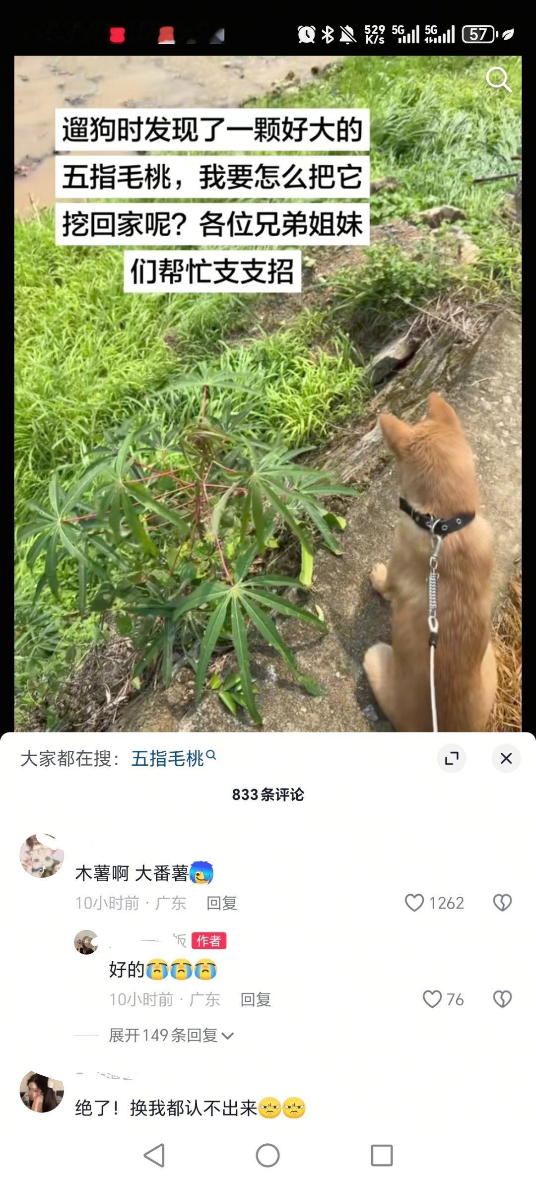 正木薯牛笑死我了