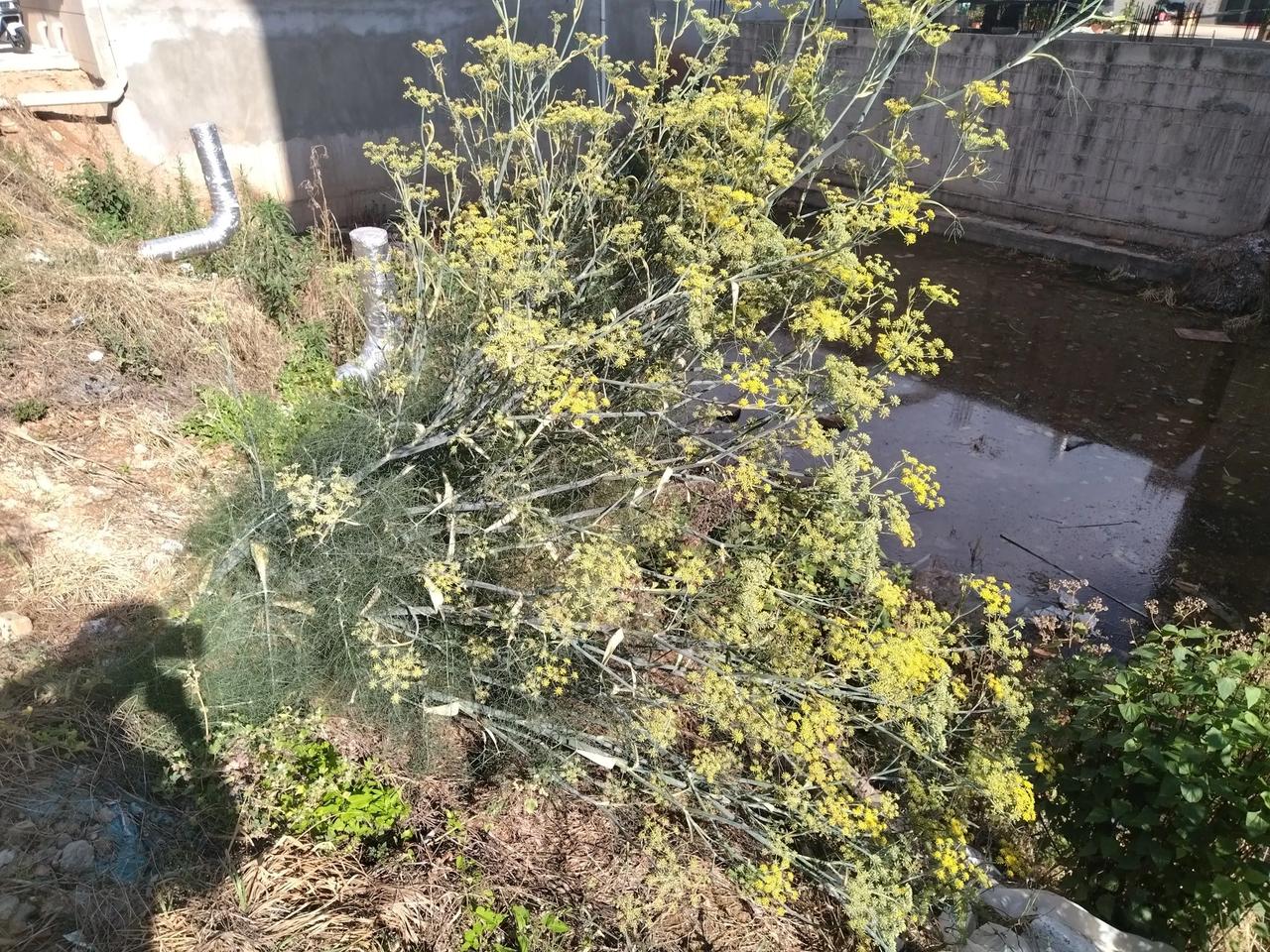有心栽花花不发，无心插柳柳成荫。春节后我种了一垅茴香，原以为过一两个月就能收获