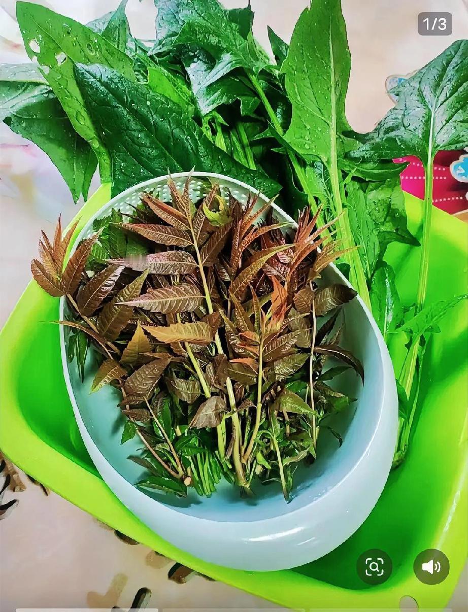 53岁的刘阿姨周末特意端出一大盘刚炒好的翠绿菠菜，热气腾腾的摆在桌上。儿子凑过来