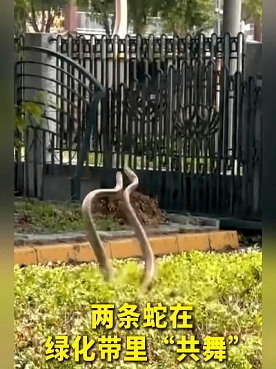 广东街头这两天真有点“热闹”，绿化带里两条蛇缠在一起，看着跟跳舞似的，路过的人都