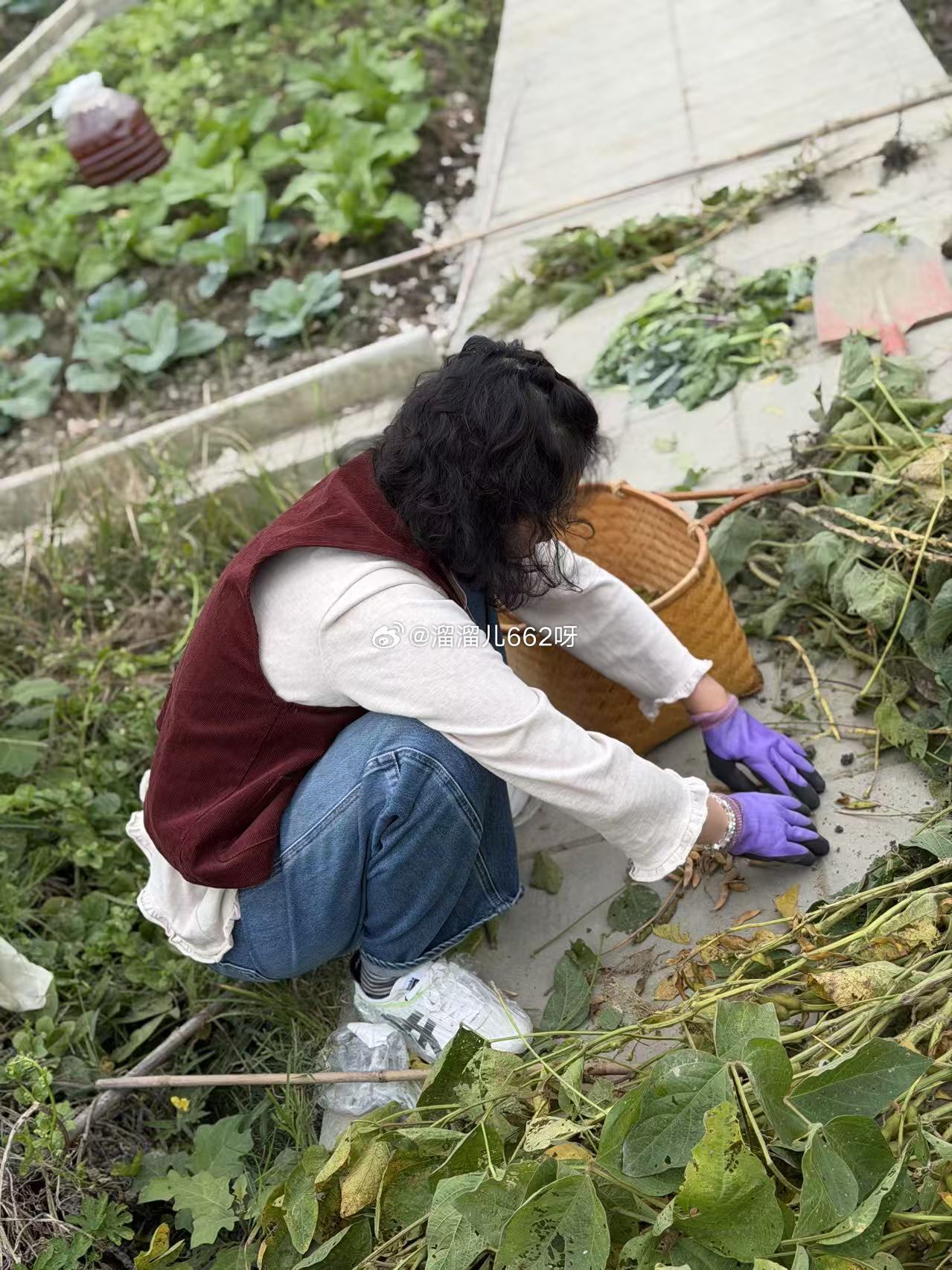 以后谁买毛豆要讨价还价，我跟谁急，手都给拔酸了~种地吧​​​
