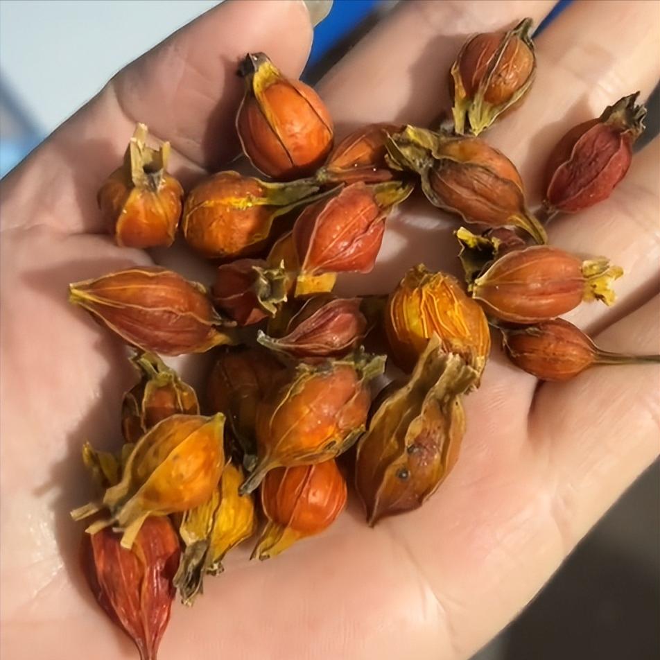 一个止早泄、缩尿频的小方子，看似平常，却能四两拨千斤！行医30多年，我