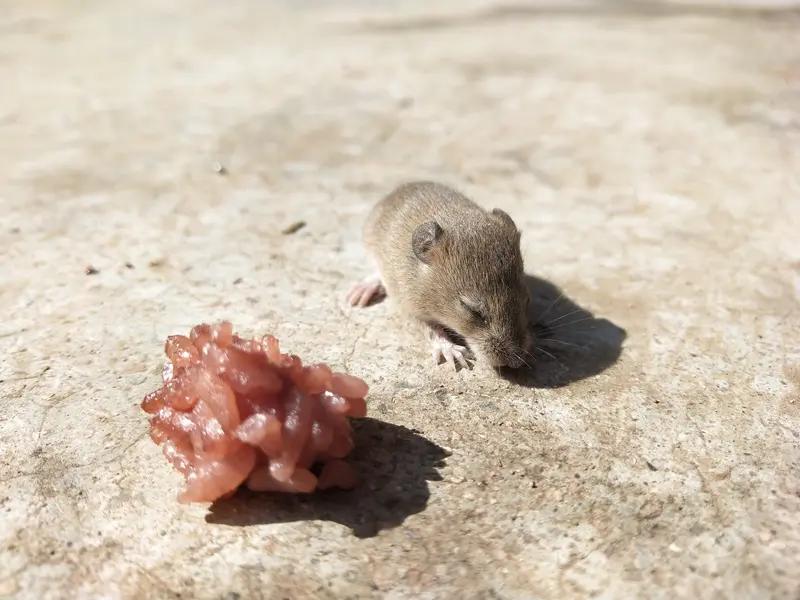 广东深圳一保安抓老鼠被咬伤的事儿，真是给大家提了个醒。这保安被鼠咬后，就用白酒简