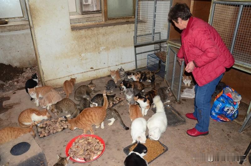 你会收留跑到家里来的流浪猫吗？这还挺难抉择。老辈农村人有“狗来富，猫来穷”的说法