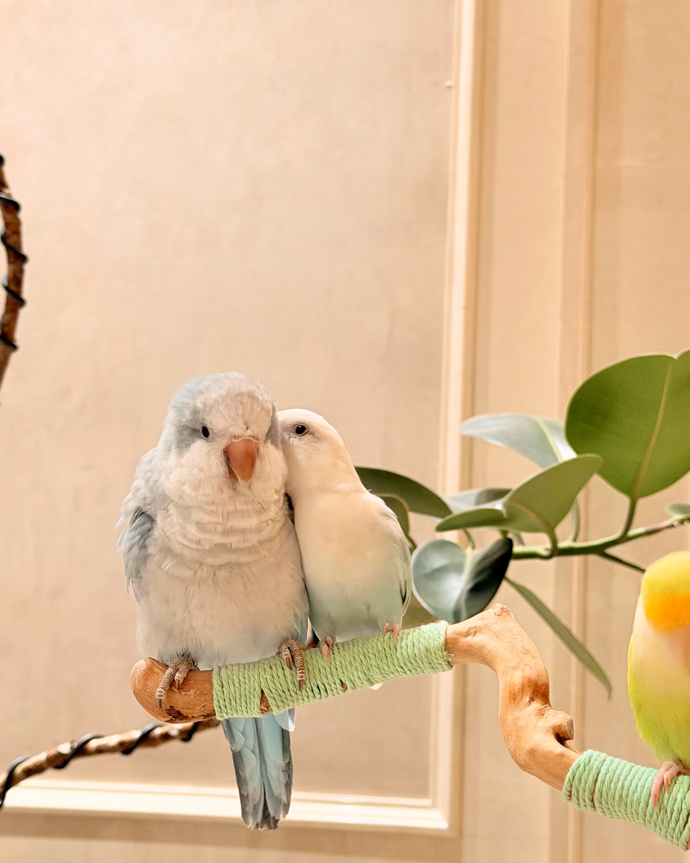 林子大了，什么鸟都有🐥萌宠宠物鸟Chilli家的和尚鹦鹉宠物卖萌中心萌宠集中营