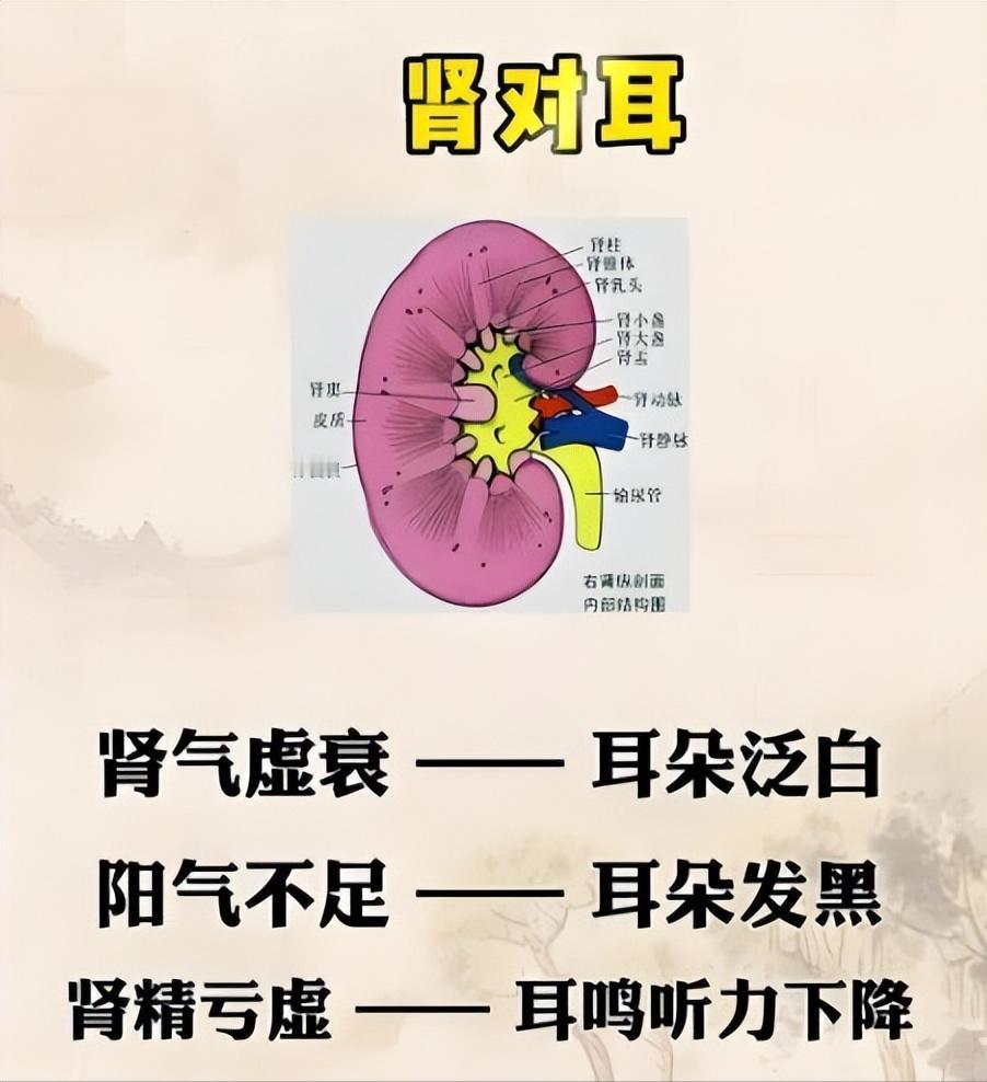 耳朵有3个表现，暗示肾虚了！