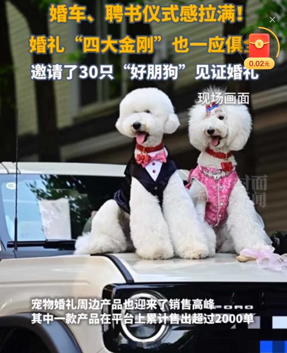 铲屎官给狗狗办上万元婚礼还有人随600元份子钱！“人凭狗贵”不是梦啊[笑着哭]