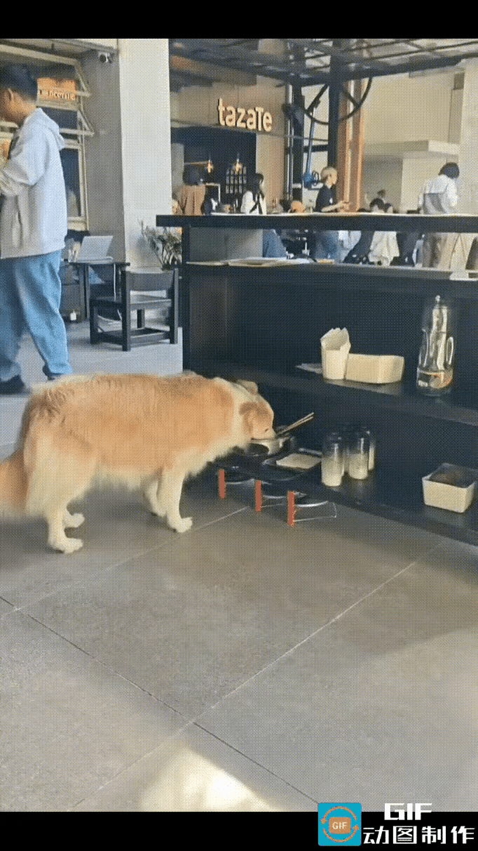 用饭店餐具喂狗，这种情况已经成了消费者讨厌的顽疾，难道真的就没治了吗？