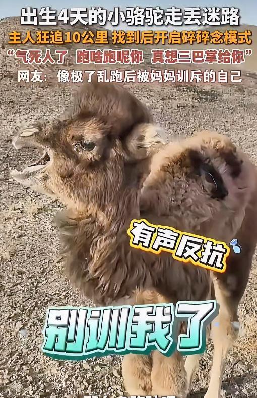 内蒙古一只刚出生4天的小骆驼，因为受到同伴排挤离家出走，主人找了一天走了10公里