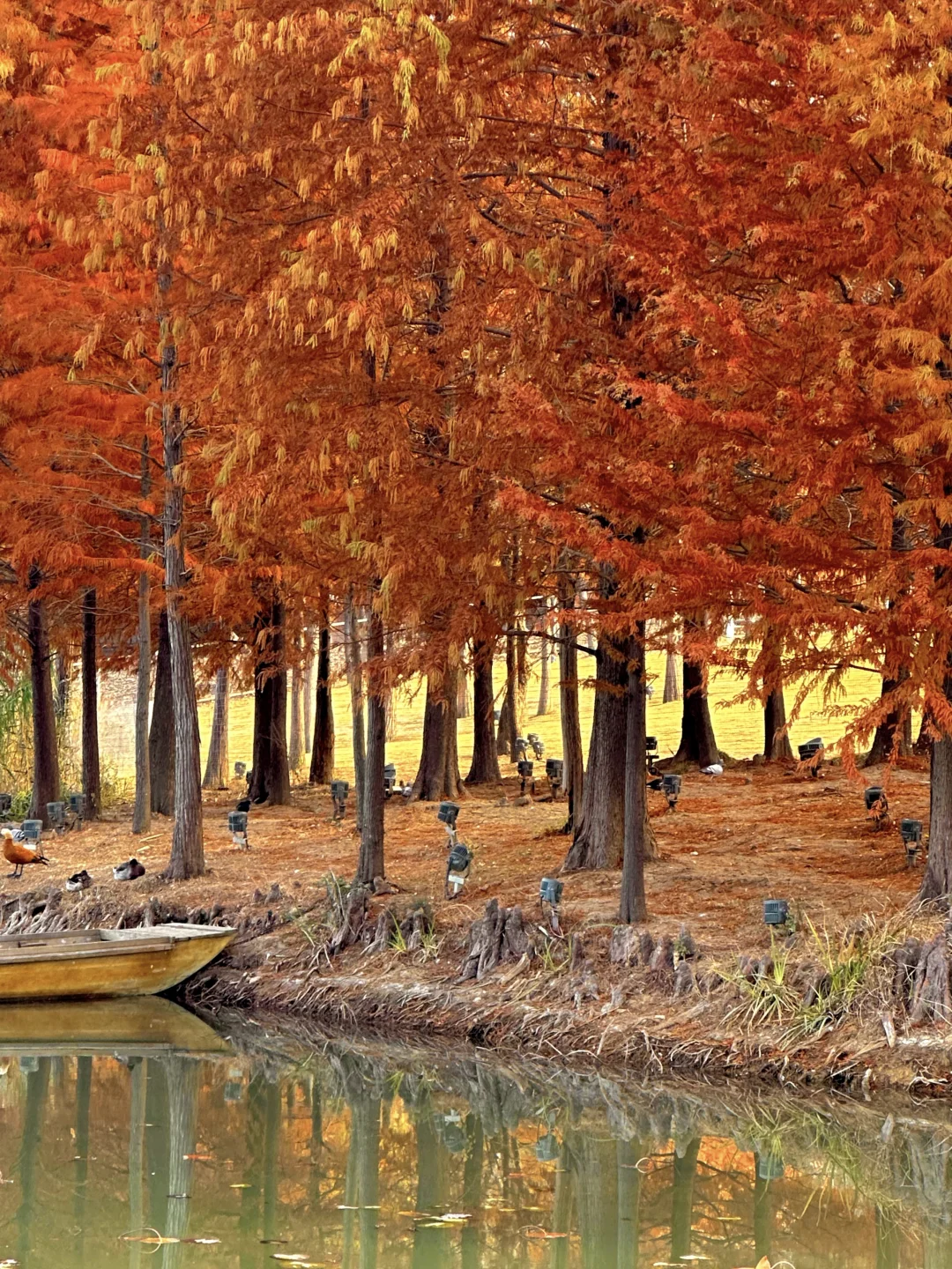 Live图看南京的秋天🈶多值得来‼️附机位