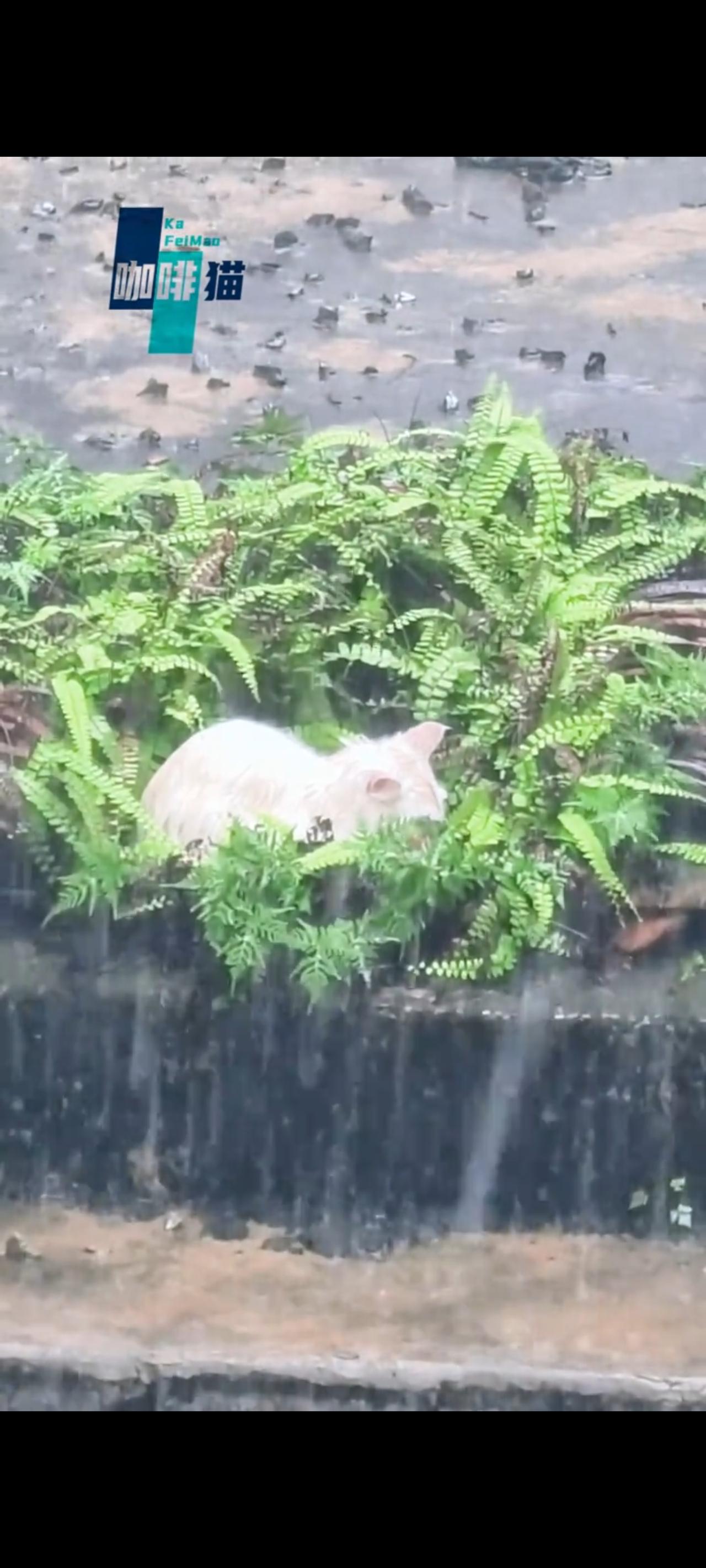不知道这只流浪猫究竟受到了什么样的刺激，还是因为主人不要她的原因，她竟然独自趴在