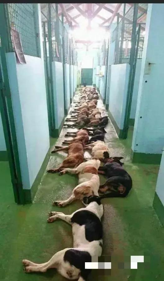 这些生命终结在救助站冰凉的地面上，这是国外某救助站对超期未被领养的动物处理后的照