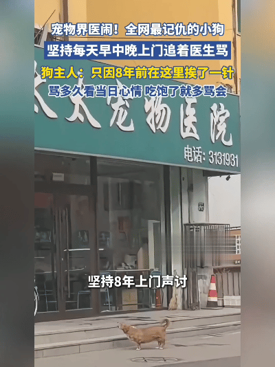 太记仇！辽宁狗狗被打针记恨8年，天天追着医生“骂”，网友笑喷！这狗也太较真