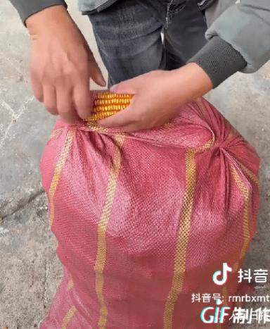 “人怎么能这么聪明！”云南红河，一农户正在地里忙着收玉米，装袋的时候没有绳子，换