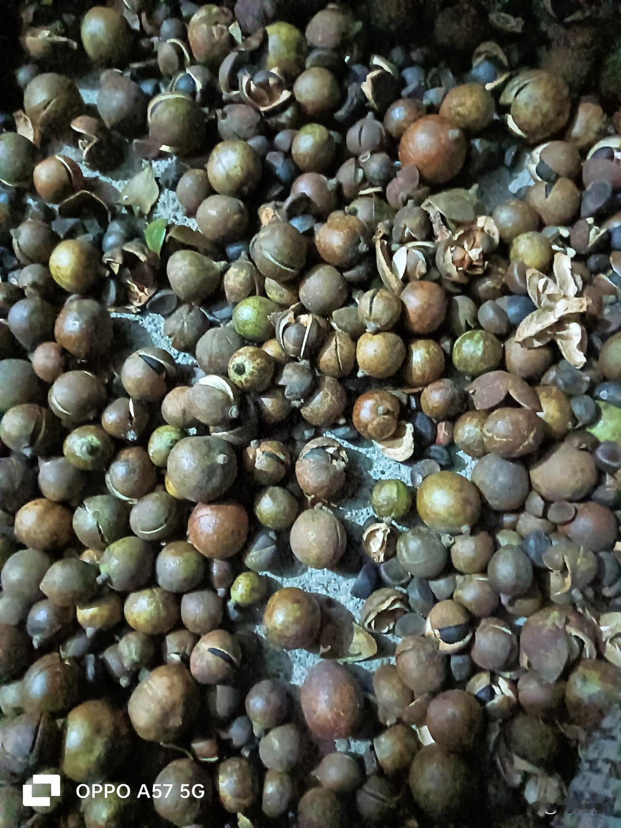 摘了十来天的茶子，人真的很累。