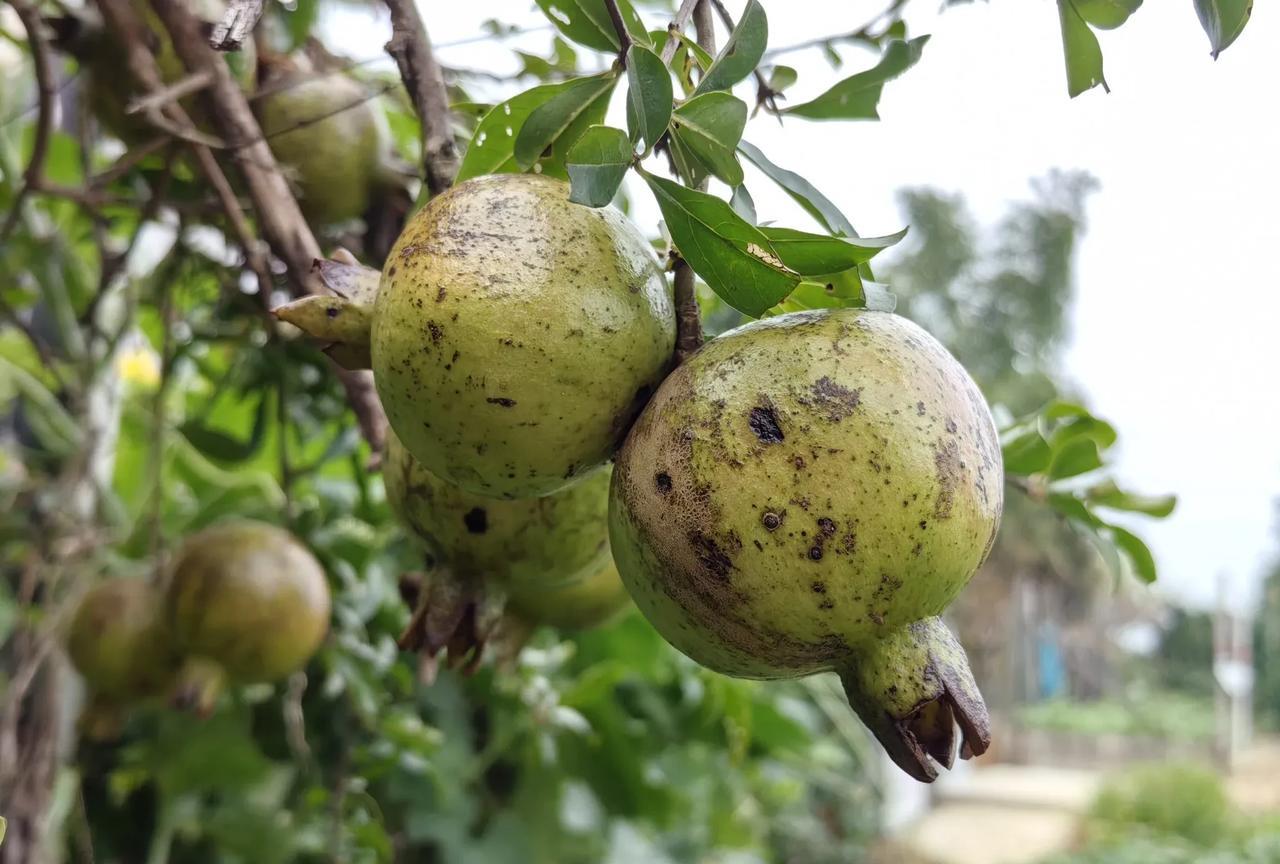 当我们把几大篮子的菜，统统择干净后，剩下的茎茎叶叶，老妈让我装进空篮子，说还是拿