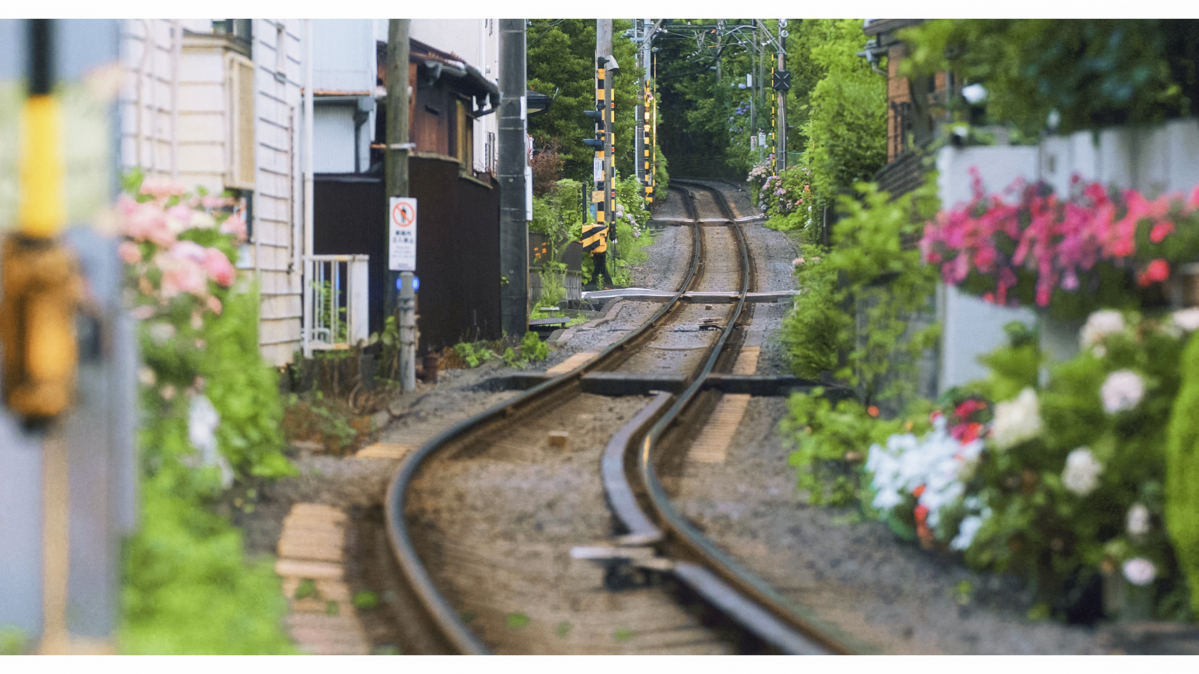 🍃《爱情怎么翻译》里的镰仓