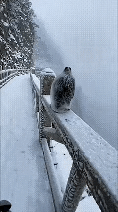 这种鸟，生命很顽强啊[赞]