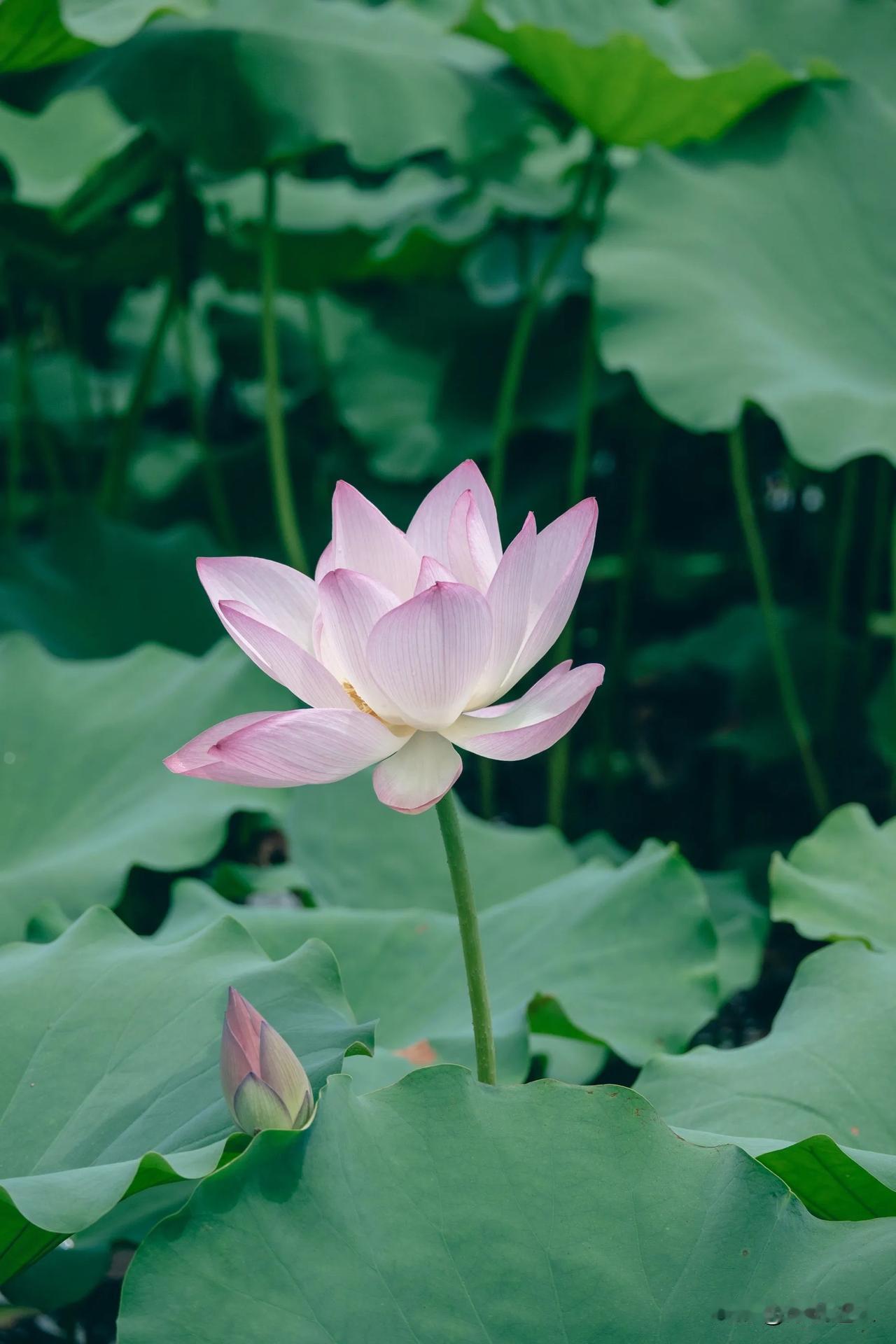 华为Pura80（新镜组）F1.4~F4.0可变光圈SC585XS