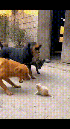 猫妈带“军团”救崽！三条大狗秒变“躺平”怂包三条大狗把小猫围在中间，龇牙咧