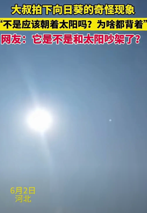 连庄稼都改变了习性，难道乾坤真的要颠倒了？在中国传唱了几千年的儿歌“朵朵葵花