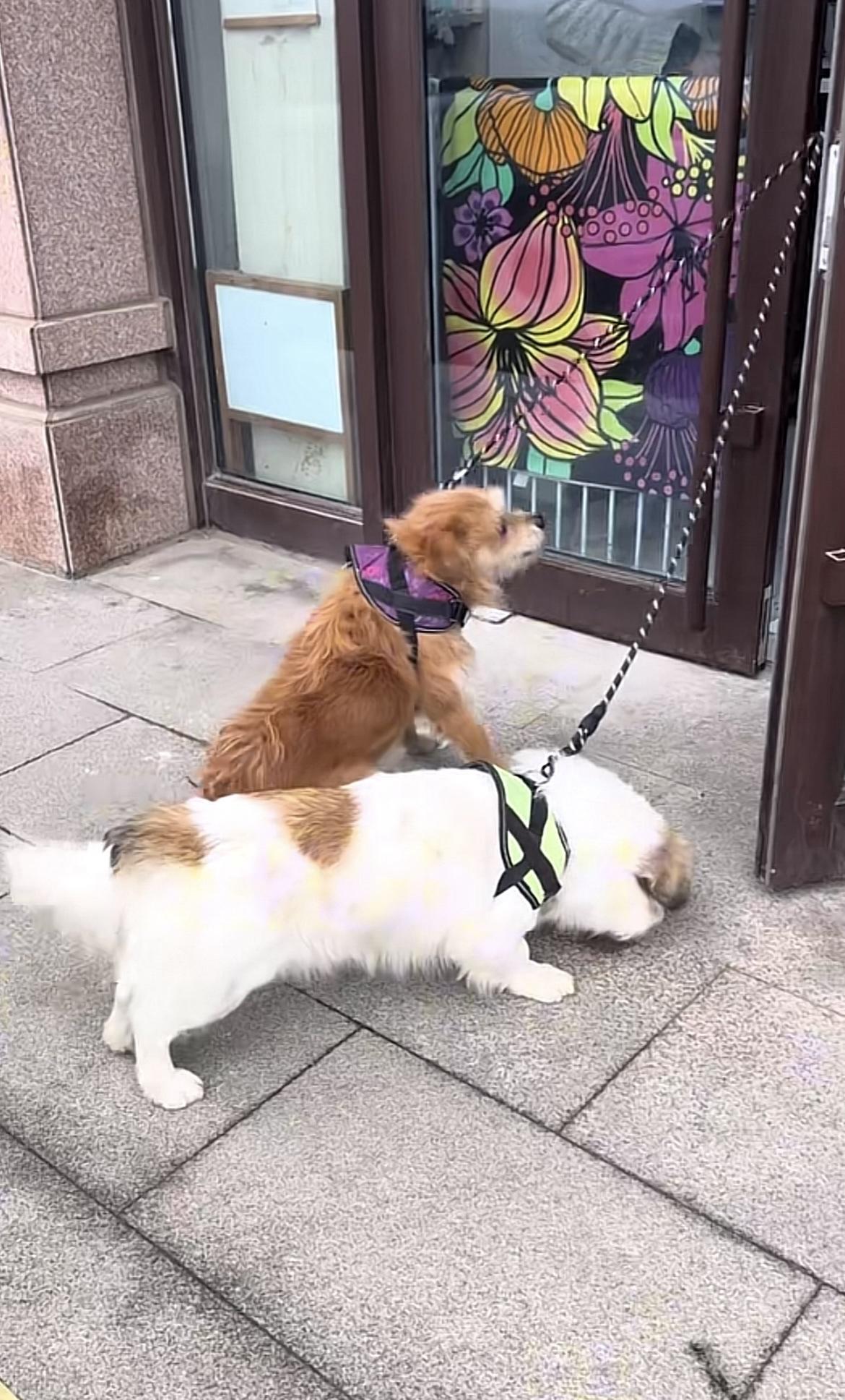 山东烟台，伯恩山犬啾啾的两个好大哥，小白和小黄又出镜了，这次尺度很大，小白还遭遇