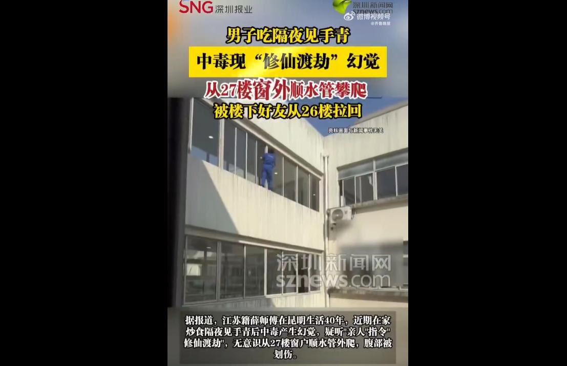 近日，在昆明生活四十年的薛师傅，炒制两盆见手青下酒，将剩余菌子冷藏隔夜，次日未彻